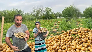 HARVESTING TONS OF POTATOES FROM GARDEN AND FRYING POTATO BUNS - VILLAGE LIFE