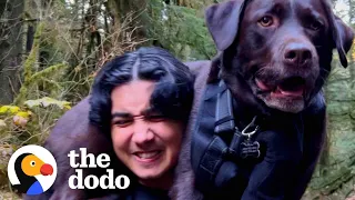 Family Carries Their Injured Lab Down A Mountain | The Dodo
