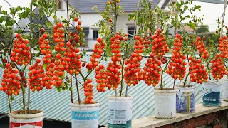 Growing Tomatoes In Plastic Containers On The Balcony Is Easy But High Yield