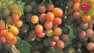@Виноград Ливия  Мускатный виноград