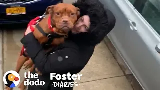 There's Never Been a Better Time to Foster a Pittie | The Dodo Foster Diaries