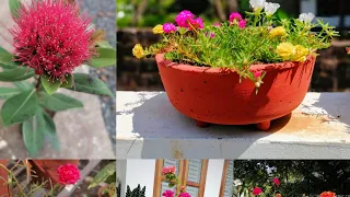 #Garden Tour # my neighbor garden/VR world