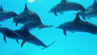 Dolphins Sataya reef 2022