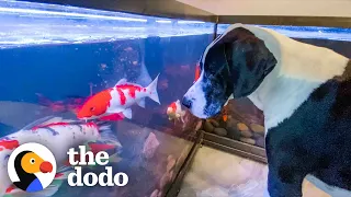 Great Dane Watches Over His Koi Fish All Day Long | The Dodo Odd Couples | The Dodo Odd Couples