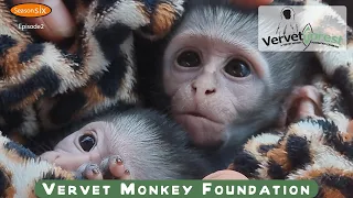 Two new baby orphaned monkeys arrive as we roll into  season 6