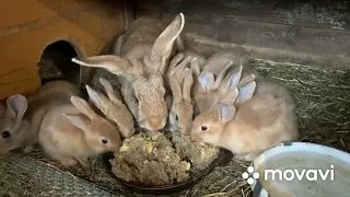 В крольчатнике и не только…..//