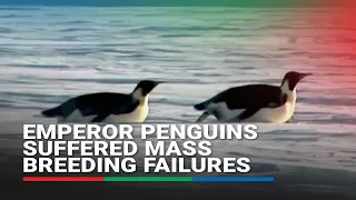 Emperor penguins suffered mass breeding failures in 2023 amid record low sea ice