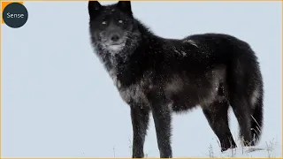 15 Times Wolves Were Caught Hunting On Camera | Wild Animals