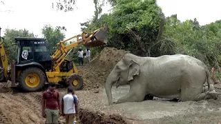 Translocating of a Wild jumbo Elephant | Amazing elephant transport mission | Wildlife