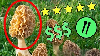 The Highly Prized Edible Mushroom (CampAesthetics Extra)