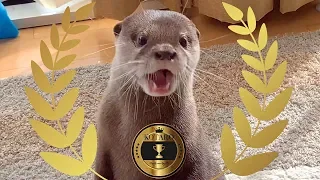 Kotaro the Otter 6 Awesome Tricks!