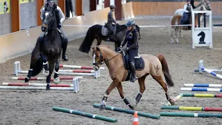 Pferde hoch konzentriert - Stangenarbeit vereint Dressurreiter, Springreiter und Freizeitreiter