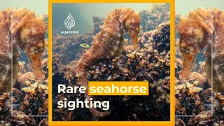 Rare sighting of seahorses in polluted Greek lagoon | AJ #shorts