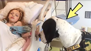 Эта собака подходит к больной девочке и делает то, что растопит ваши сердца!😭