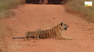 Maya and her cute cub