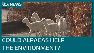 How alpacas could help Welsh farmers tackle climate change | ITV News