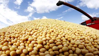How it's Made: Soybean - Soybean Agriculture Process Soybean Farming & Soybean Harvesting Processing