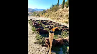 Wild Boar Hunt in Spain 2020