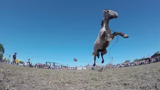 Pialadas de Potros Campero Tv