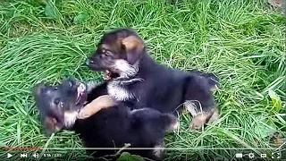 ЩЕНЯЧЬИ РАЗБОРКИ.Evil Puppies German Shepherd.Немецкая овчарка Odessa.