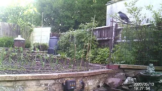 Urban Garden Wildlife, Bristol, England: May #1