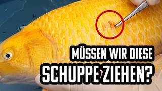 Müssen wir diese Schuppe ziehen? - KOIDOC TUTORIAL