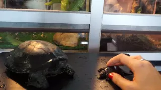 Болотные черепахи - содержание, кормление, определение пола