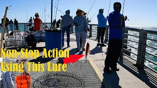 The Craziest Pier Fishing in Florida!! (Sebastian Inlet)