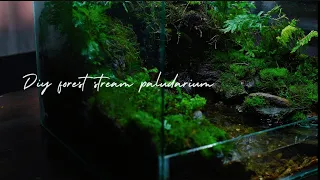 making a forest stream paludarium