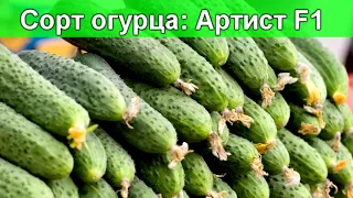 #Огурец #Артист F1 - описание сорта