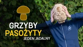 Grzyby z drzew - jeden jadalny - o Lesie #30