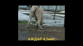 САМЫЙ КРАСИВЫЙ АЛАБАЙ!