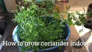 Easy method to grow coriander at home || growing coriander indoor || Easy planting ideas at home ||