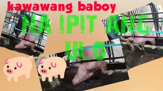 KAWAWANG BABOY NA IPIT ANG ULO SA KULUNGAN #SANA OKAY LANG ANG BABOY #WATCH THIS @mypanggahvlogs