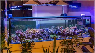 140g Acropora Coral Reef Tank Update | Berghia vs. Aiptasia | DIY Media Reactor | The Uglies | SPS