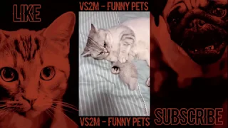 The Best Of Tik Tok Pets Funny Cute Animals #32