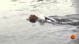 Crocodile Attacks a Male Lion Latest Wildlife Sightings.mp4