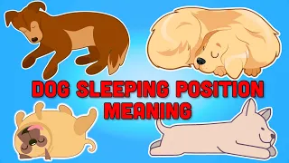 What Your Dog's Sleeping Position Reveals About Them