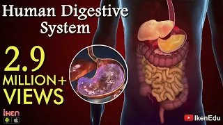 Learn About Human Digestive System | Animation- Part 1| iKen | iKen Edu | iKen App