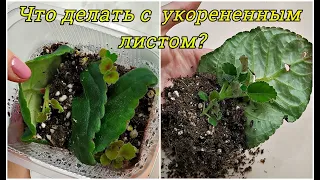 ЛИСТ ГЛОКСИНИИ укоренился 💥 ЧТО ДЕЛАТЬ ДАЛЬШЕ ⁉️