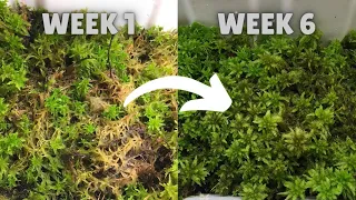 How to Grow & Multiply Live Sphagnum Moss