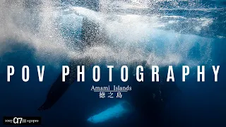 POV Underwater Photography  with Humpback Whales [Sony A7III]