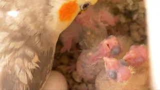 Cockatiel feeding his babies in the nest