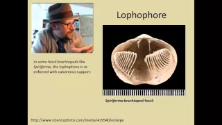 What are Brachiopods?