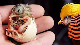 The beauty of EXOTIC pheasants hatching their own eggs
