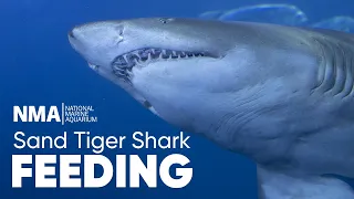 Sand Tiger Shark Feeding Time