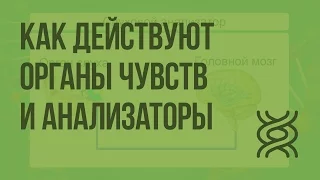 Как действуют органы чувств и анализаторы. Видеоурок по биологии 8 класс