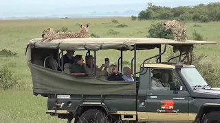 Cheetah jumps on Safari truck   Masai Mara