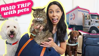 How I Survived the LONGEST Road Trip with TWO Dogs & SENIOR CAT!!