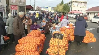 Небывалый урожай мандаринов собрали в Абхазии